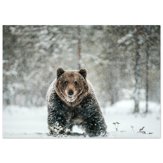 Braunbär im Schnee Poster