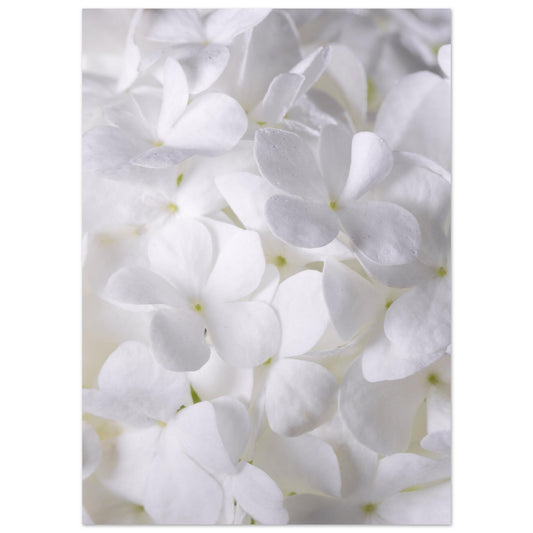 Weiße Blumen Poster