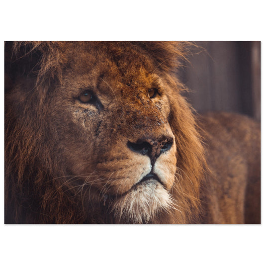 Afrikanischer Löwe Poster