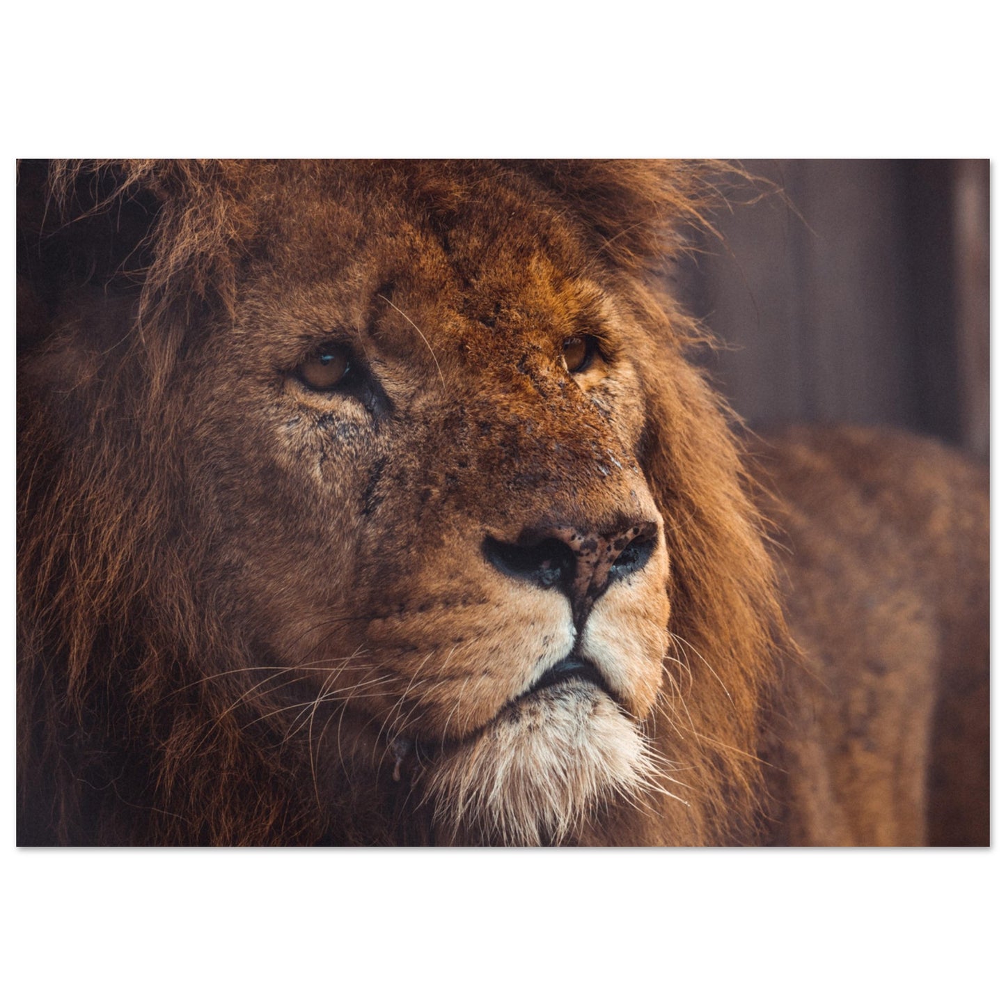 Afrikanischer Löwe Poster