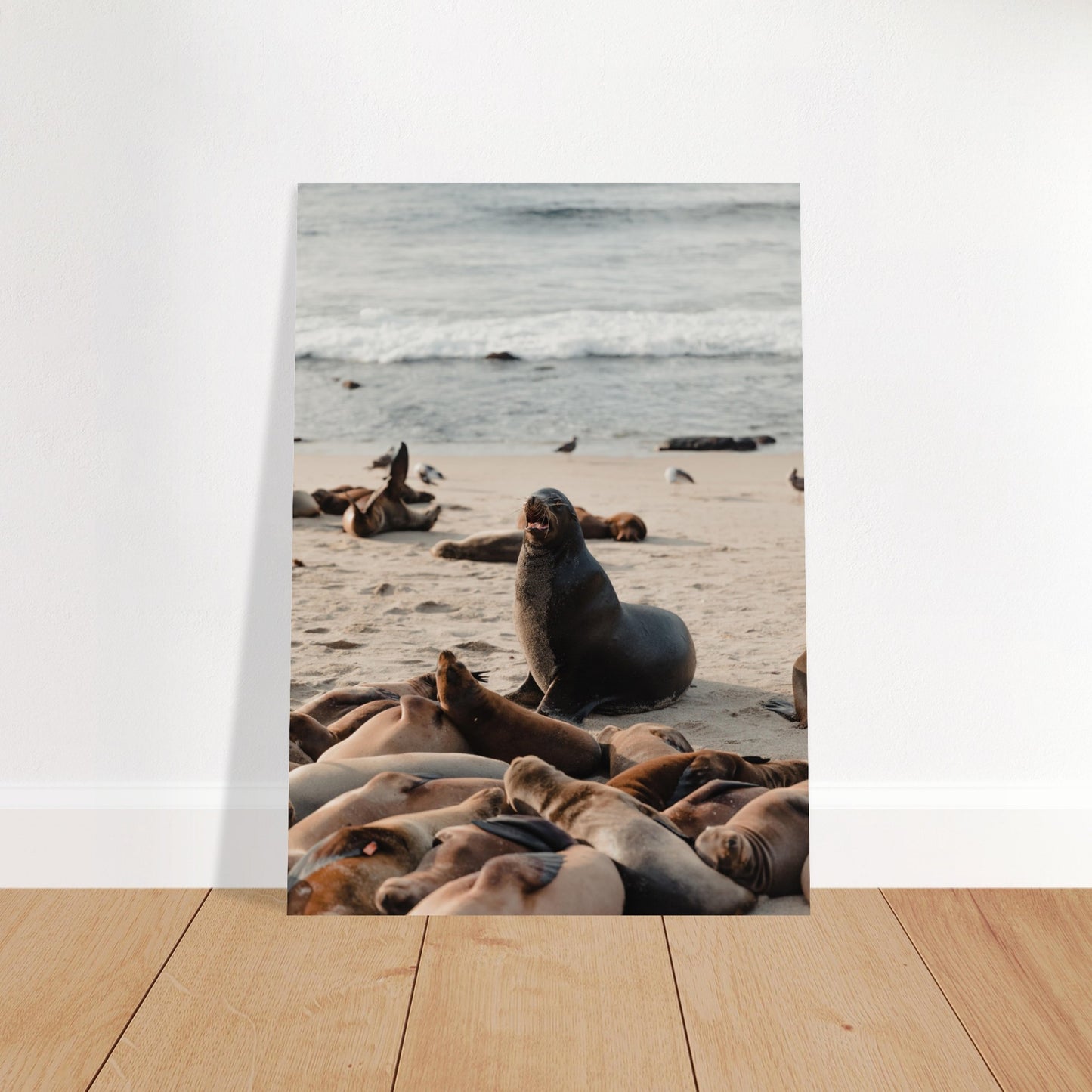 Robben am Strand Poster