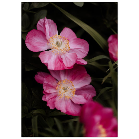 Pinke Blumen Poster