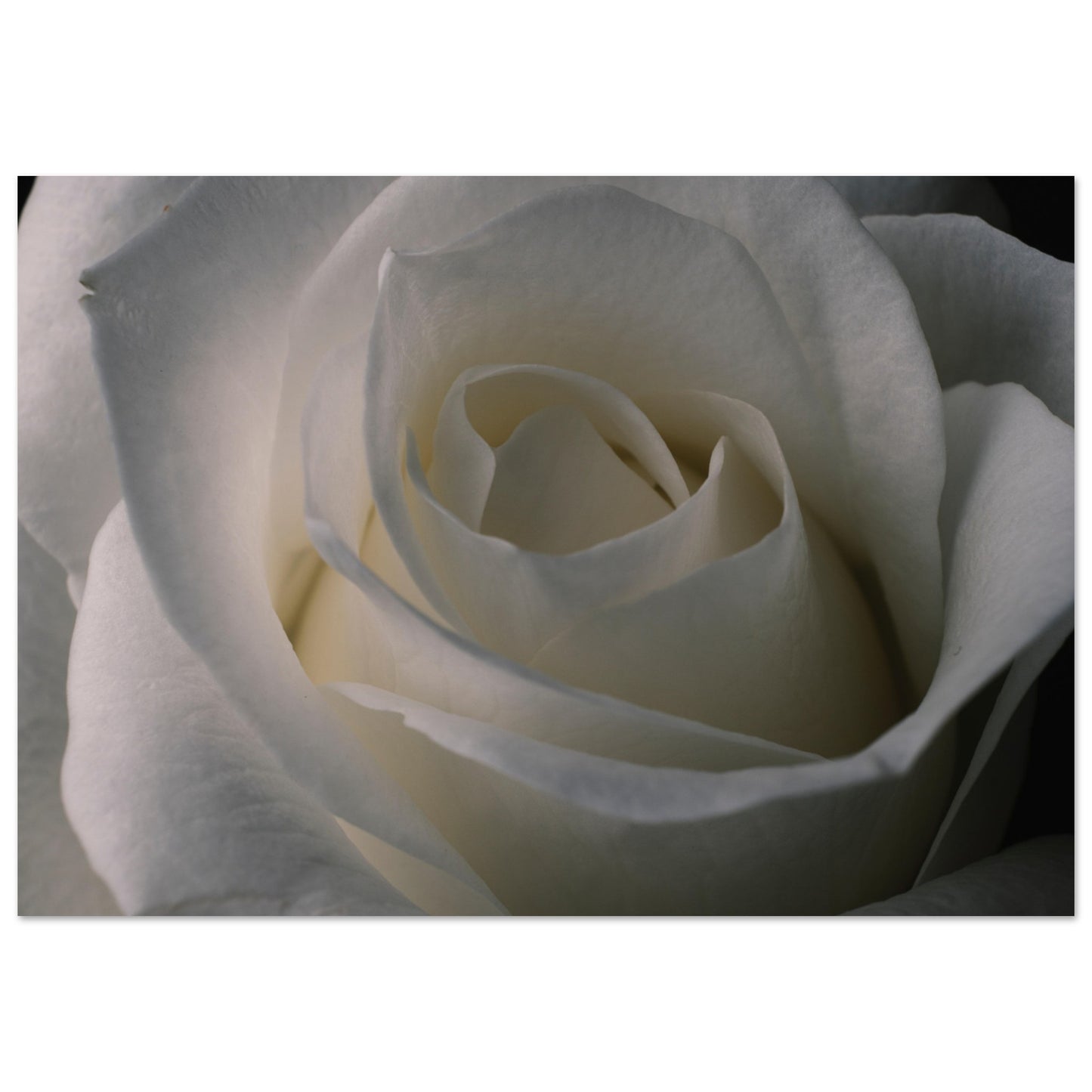 Weiße Rose Poster
