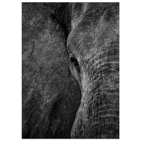 Elefant Nahaufnahme Poster